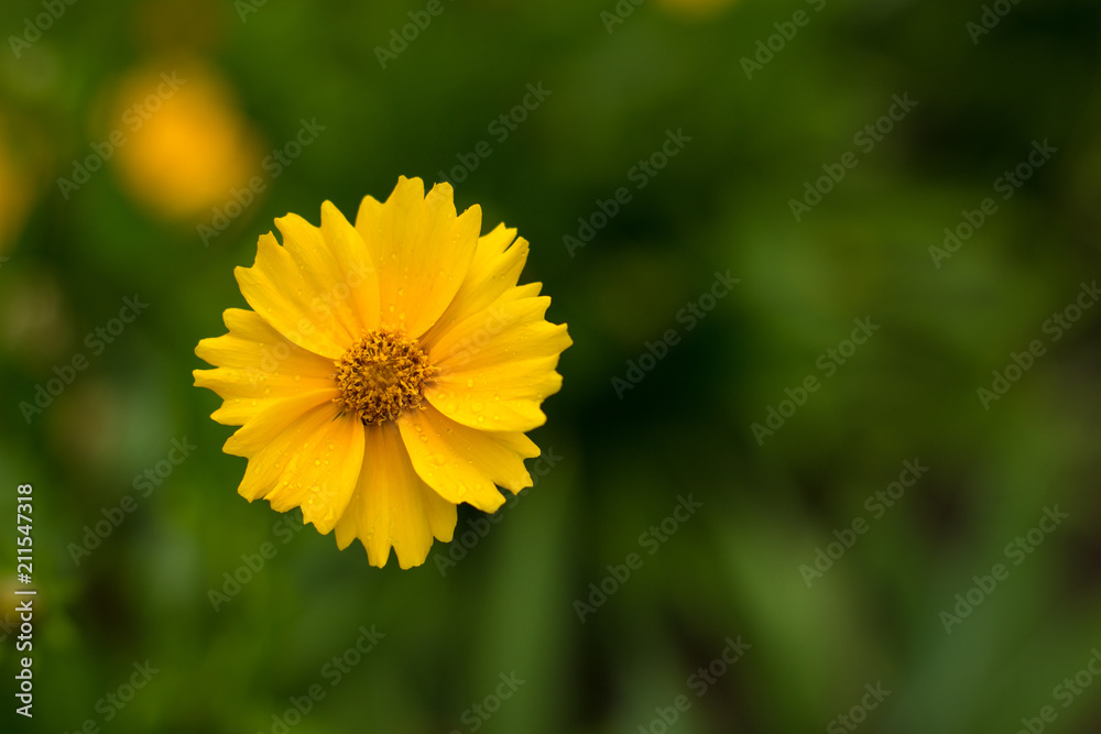 nature concept with one small garden yellow flower on green unfocused background nature concept with one small garden yellow flower on green unfocused background