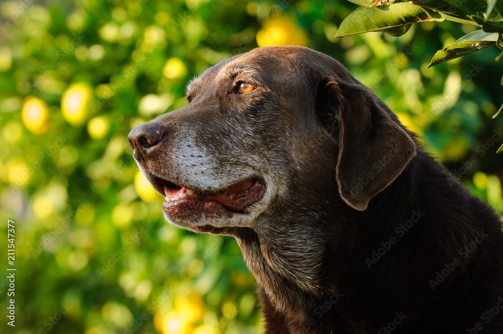 Chocolate Labrador Retriever dog portrait with green trees in the background