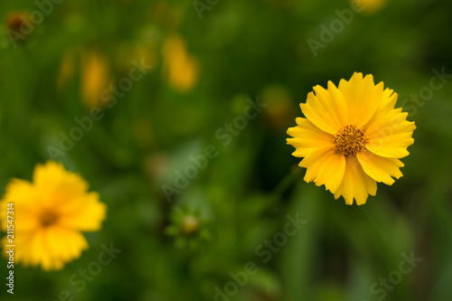 nature concept with one small garden yellow flower on green unfocused background