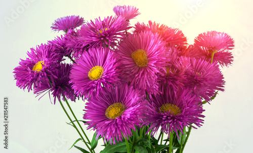  chrysanthemums  daisies fresh flowers. background for greeting card.