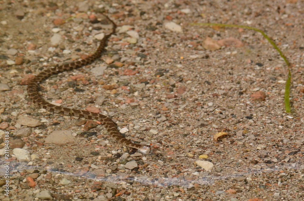 Northern Water Snake swimming in a lake Northern Water Snake swimming in a lake