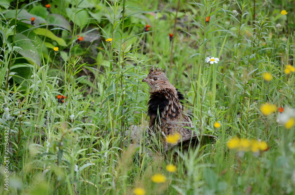 Ruffed Grouse, Algonquin, Ontario Ruffed Grouse, Algonquin, Ontario