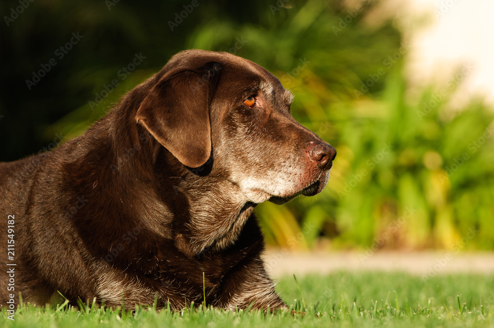 Chocolate Labrador Retriever dog lying down in grass Chocolate Labrador Retriever dog lying down in grass