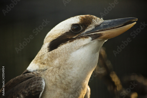 Laughing Kookaburra  (Dacelo novaeguineae). photo