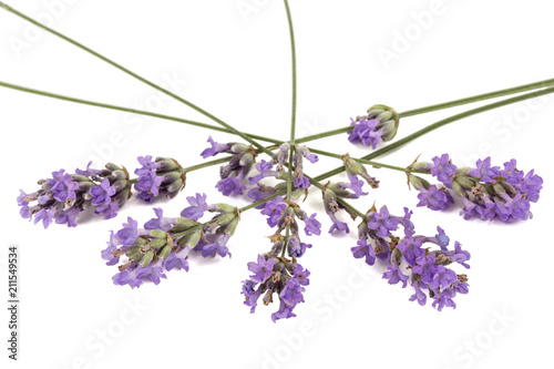 Fototapeta Naklejka Na Ścianę i Meble -  Flowers  of violet lavender, isolated on white background