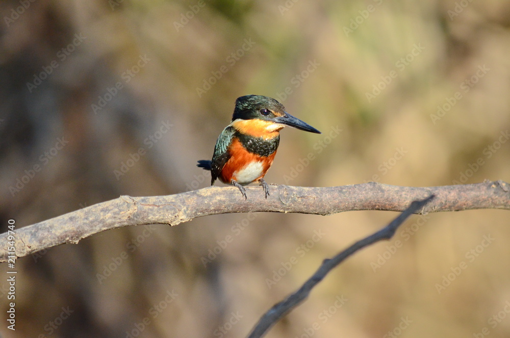 American pygmy kingfisher American pygmy kingfisher