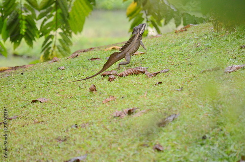 Brown basilisk lizard
