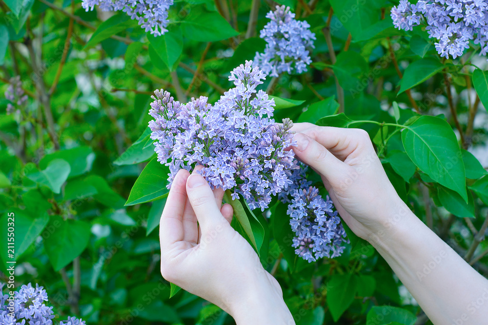 Hands of a girl in a bush of blossoming lilacs. Close-up. Hands of a girl in a bush of blossoming lilacs. Close-up.