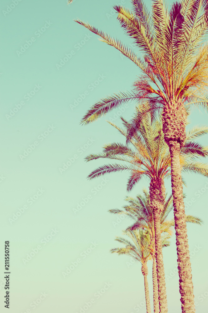 Naklejka premium Row of Tall Palm Trees on Toned Light Turquoise Sky Background. 60s Vintage Style Copy Space for Text. Tropical Foliage. Seaside Ocean Beach Vacation. Hip Funky Vintage Toning