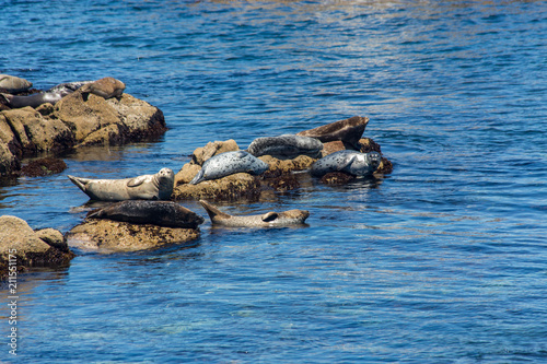 Seals and Birds on the Rocks in Monterey Bay  California