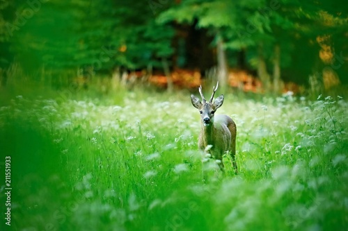 Fototapeta Male roe deer standing on green meadow with white flowers at dusk looking curiou
