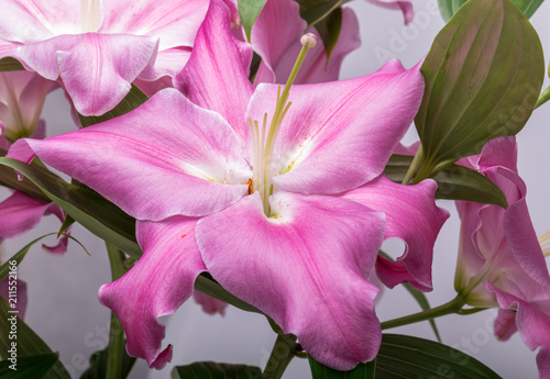 Close-up of pink liles flowers.  Common names for species in this genus include fairy lily rainflower zephyr lily magic lily Atamasco lily and rain lily. photo