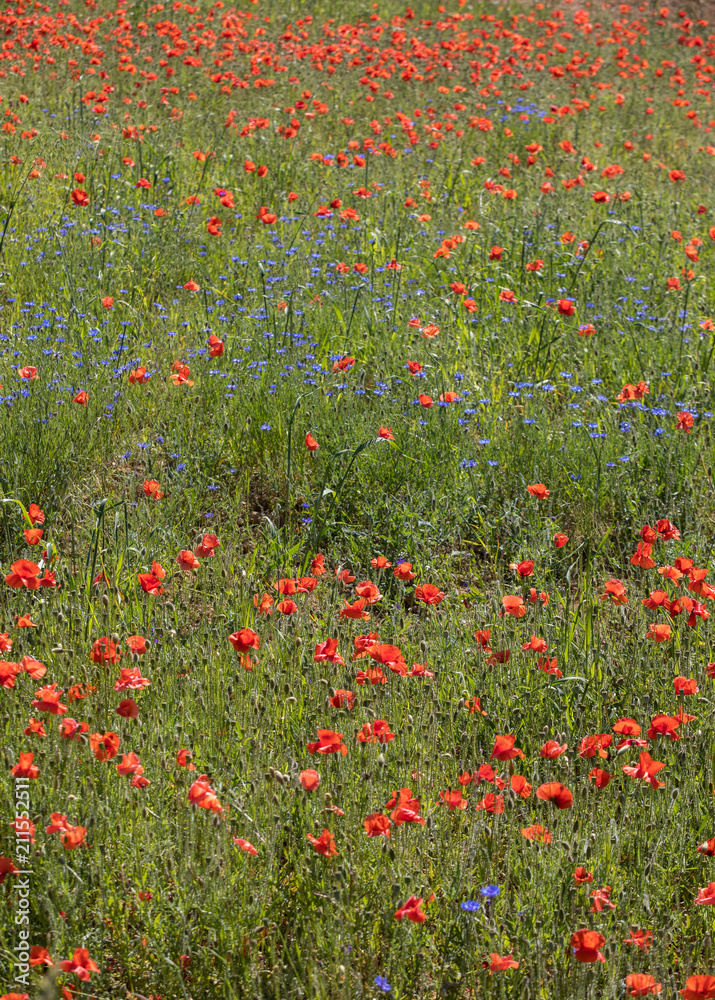 the picturesque landscape with red poppies among the meadow