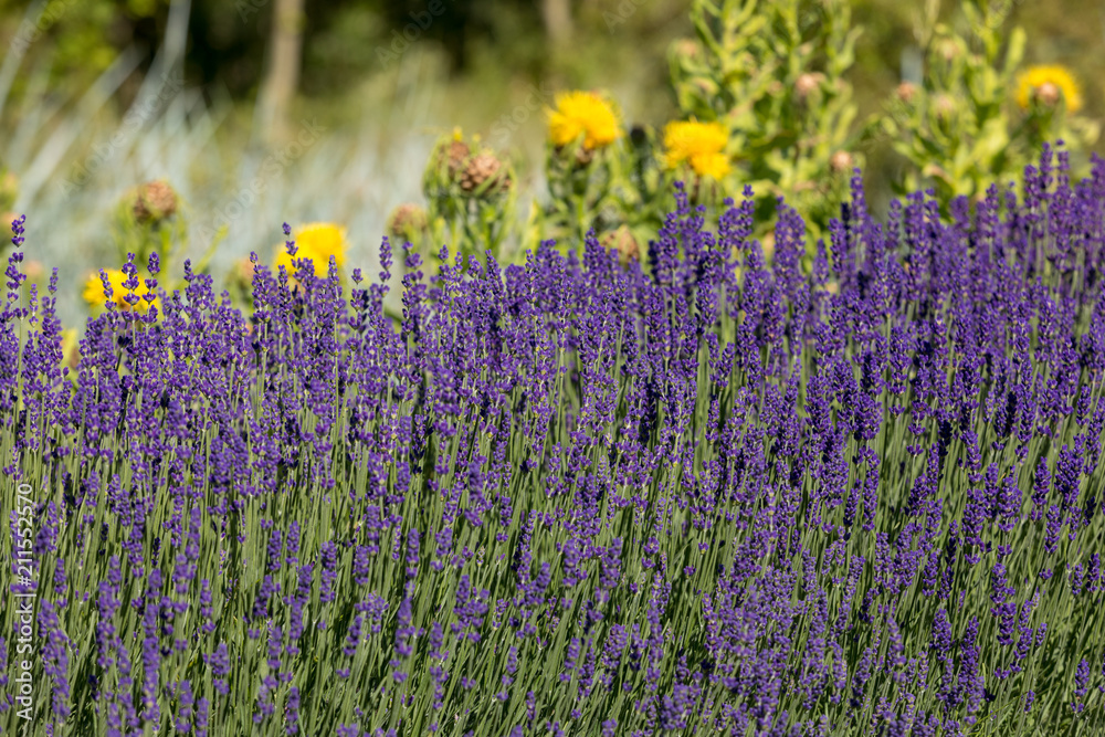 Naklejka premium the flourishing lavender and yellow star-thistle flowers
