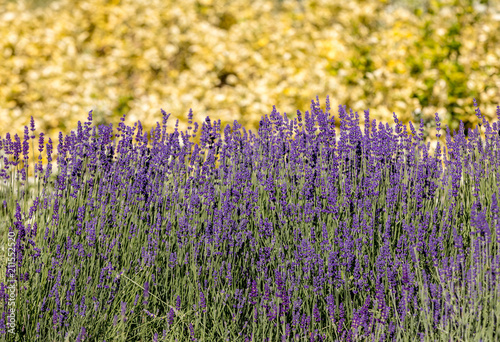 Fototapeta Naklejka Na Ścianę i Meble -   the flourishing lavender and oregano in the background