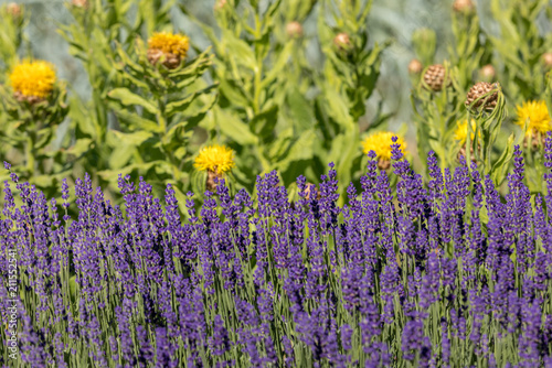 Fototapeta Naklejka Na Ścianę i Meble -   the flourishing lavender and yellow star-thistle flowers