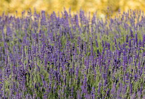 Fototapeta Naklejka Na Ścianę i Meble -   the flourishing lavender and oregano in the background