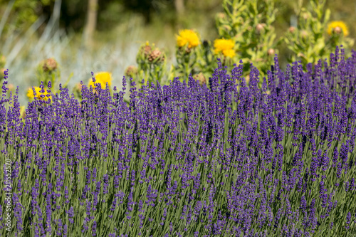 Fototapeta Naklejka Na Ścianę i Meble -   the flourishing lavender and yellow star-thistle flowers