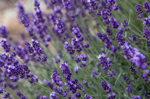 Fototapeta Naklejka Na Ścianę i Meble -   the blooming lavender flowers in Provence, near Sault, France
