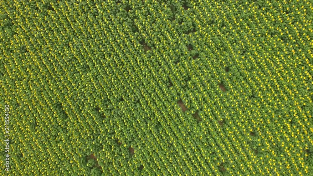 Aerial view of sunflower field Aerial view of sunflower field