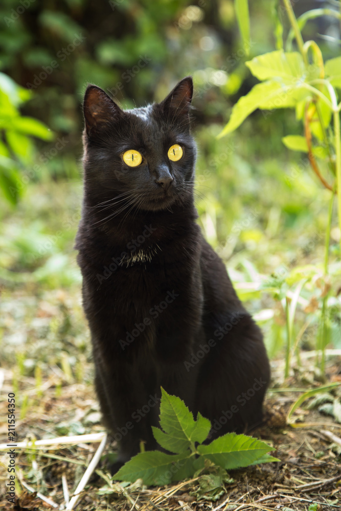 Beautiful bombay black cat with yellow eyes in green grass in nature