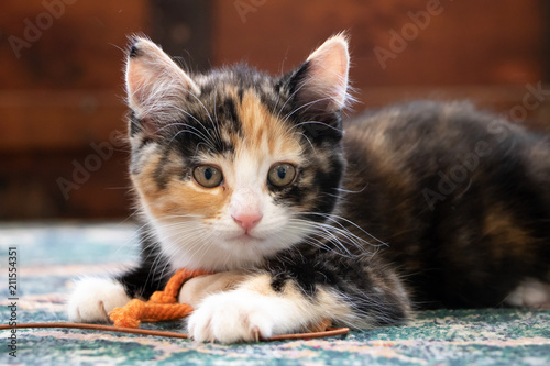 Calico kitten laying on carpet with toy on string