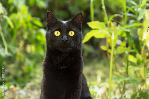 Beautiful cute black bombay cat portrait close up. Nature green background © Viktor Iden