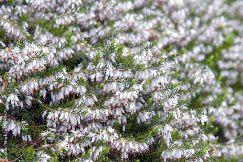 A bunch of Erica carnea, flowering subshrub plant also known as Springwood White, Winter Heath, Snow Heath, and Heather, with abundant small, urn-shaped, silvery white flowers and needle green foliage photo