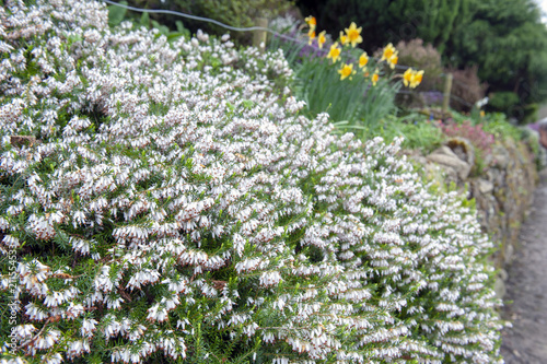 A bunch of Erica carnea, flowering subshrub plant also known as Springwood White, Winter Heath, Snow Heath, and Heather, with abundant small, urn-shaped, silvery white flowers and needle green foliage photo