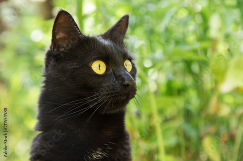 Beautiful cute black bombay cat portrait closeup outdoors in nature