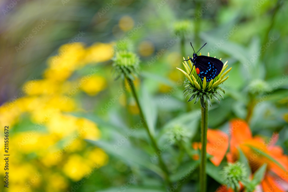 Atala butterfly (black with red and blue) sitting on a yellow flower head, blurred garden background with yellow and orange flowers
Atala butterfly (black with red and blue) sitting on a yellow flower head, blurred garden background with yellow and orange flowers