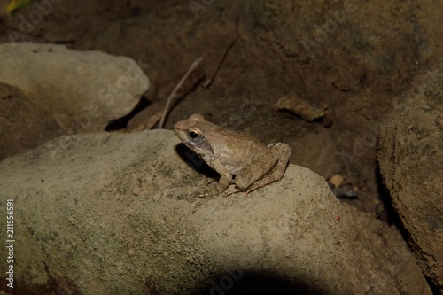 frog on the rocks