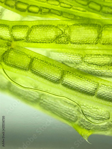 zoom micro organism algae cell
