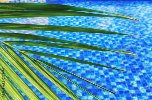 Vacation holidays wallpaper  -  blurred abstract summer background  sunny day in tropical climate  palm leaf on background of blue water pool.