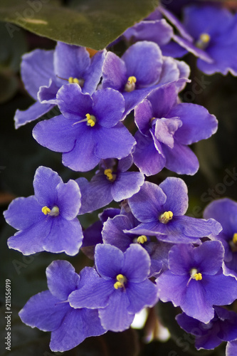 Blue and yellow purple flowers