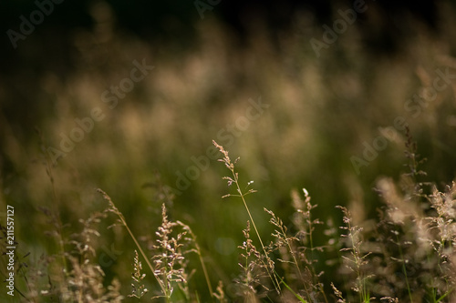 Grasslands in the sun