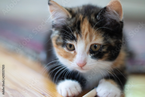 Beautiful calico kitten laying on floor close up