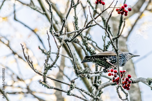 Valokuva Starling perched on Rowan/ Mountain Ash tree with red berries and no leaves, in