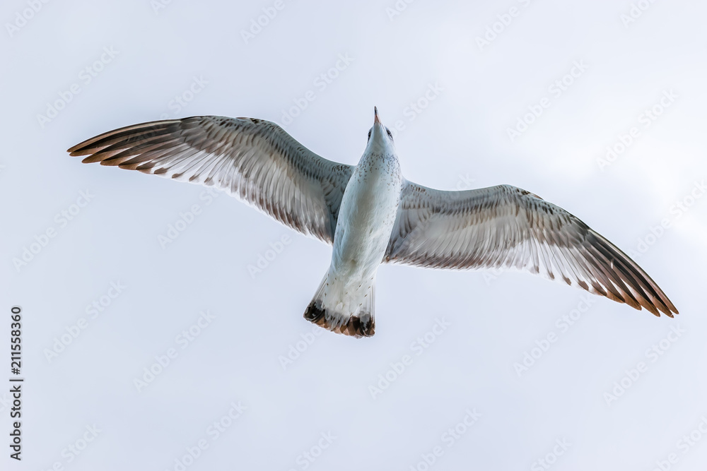 Obraz premium Cory's Shearwater bird gliding through the open skies off the east coast of North America