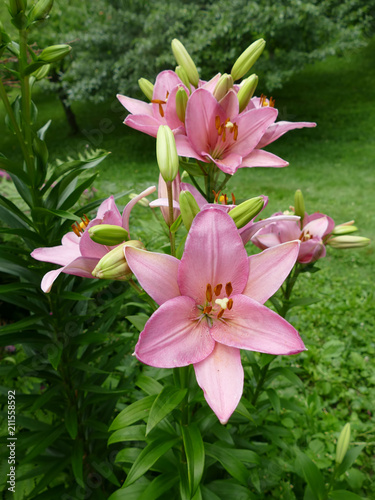 Pink Daylilies in Early Morning