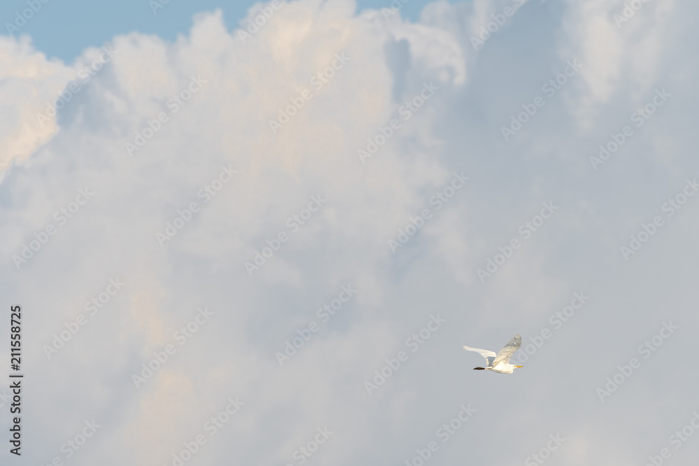 An egret soars high up in the clouds An egret soars high up in the clouds