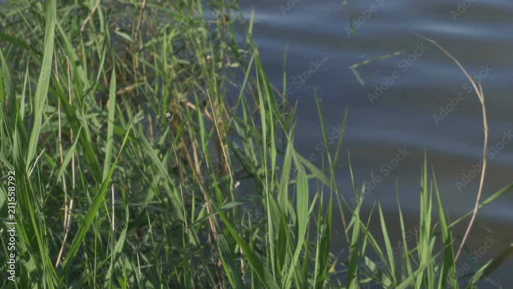 Reeds are waving in the wind. In the background is a river or a lake. Reeds are waving in the wind. In the background is a river or a lake.