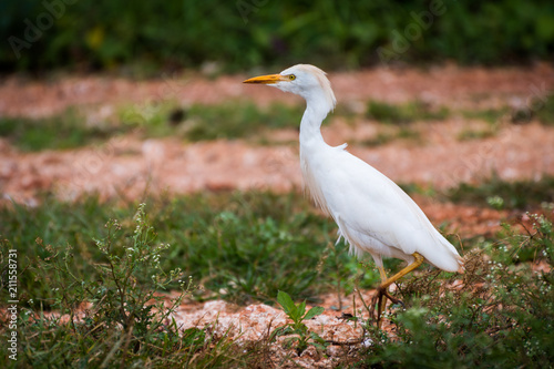 A single Cattle Egret strutting across the open land in countryside 