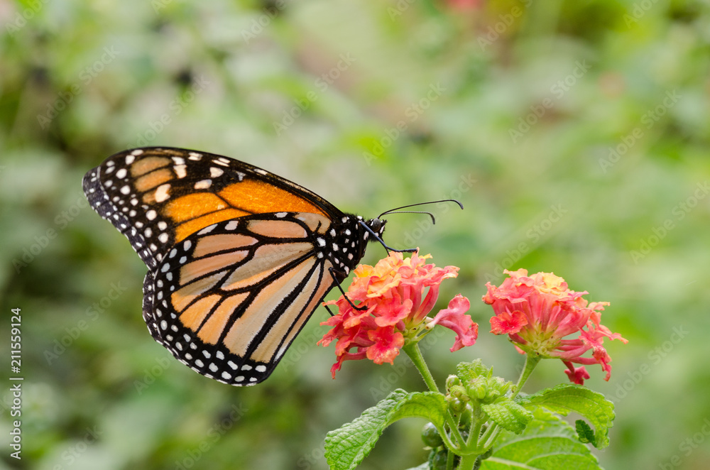 Monarch butterfly on a red flower feeding. Monarch butterfly on a red flower feeding.