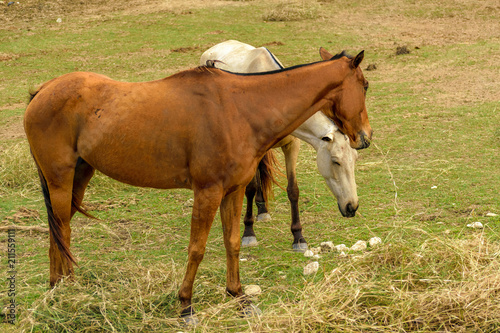 Two horses  white and brown  grazing  dry grass on rural farm