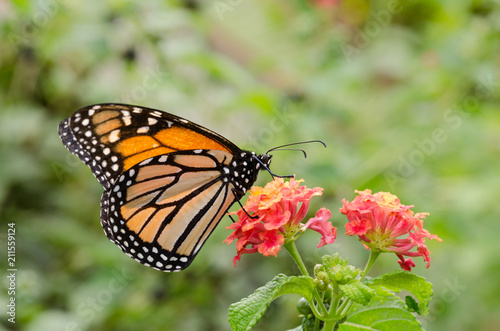 Monarch butterfly on a red flower feeding. © Steve