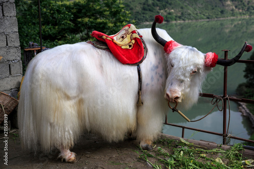 White Tibetan Yak, Wearing Colorful Decorative Red Saddle - Sichuan Province, China photo