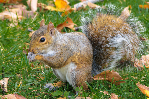 Cute Eastern Grey Squirrel  Sciurus carolinensis  nibbling on a nut during autumn in Central Park New York