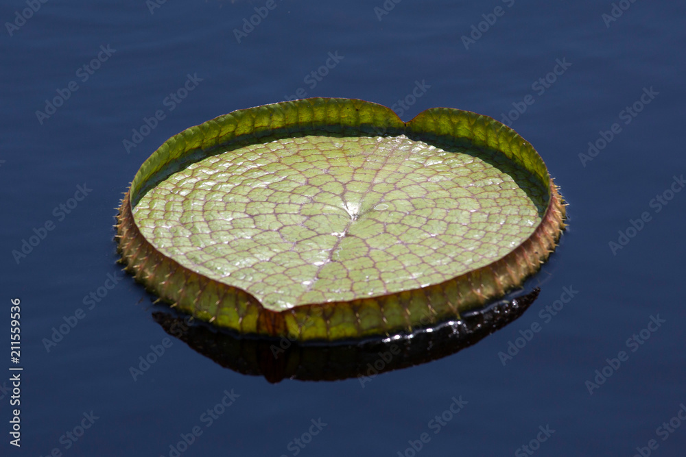 Green circular lily pad in pond of clear blue colored water. Round leaf of  a water lily with bumpy surface texture. Florida nature and plant life.  Stock Photo | Adobe Stock