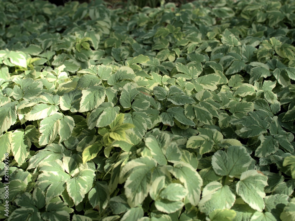 きれいな緑色の草むら きれいな緑色の草むら